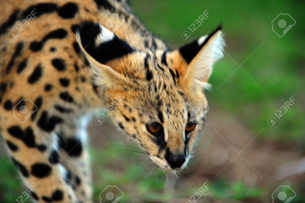 Un Chat Tres Mignon Serval A La Emdoneni Chat Rehabilitation Centre Afrique Du Sud Banque D Images Et Photos Libres De Droits Image