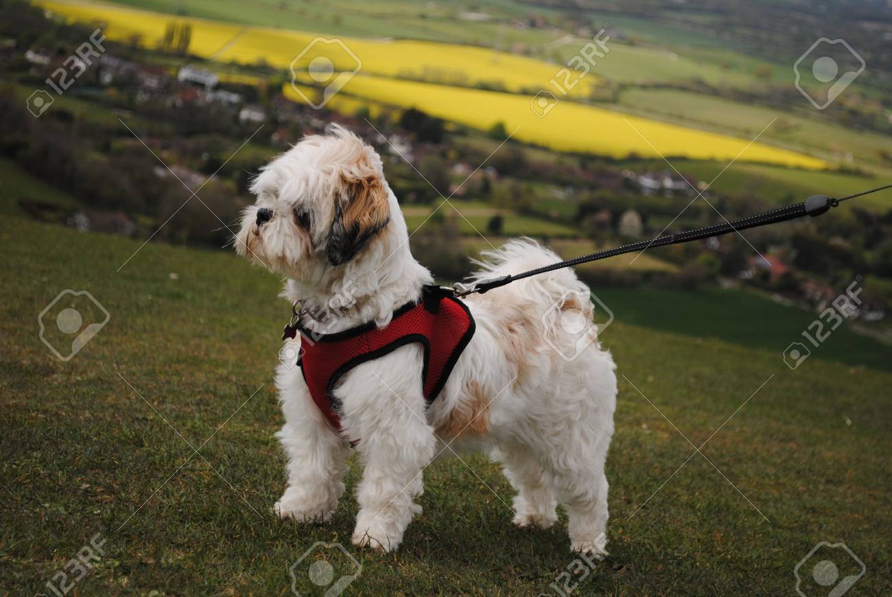 etiam-dictum-ipsum-a-felis