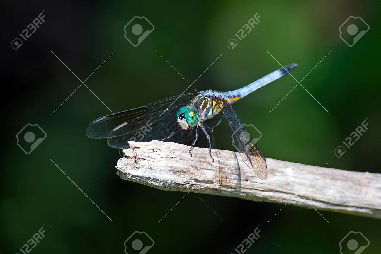 etiam-dictum-ipsum-a-felis