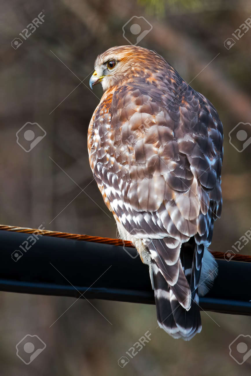 etiam-dictum-ipsum-a-felis