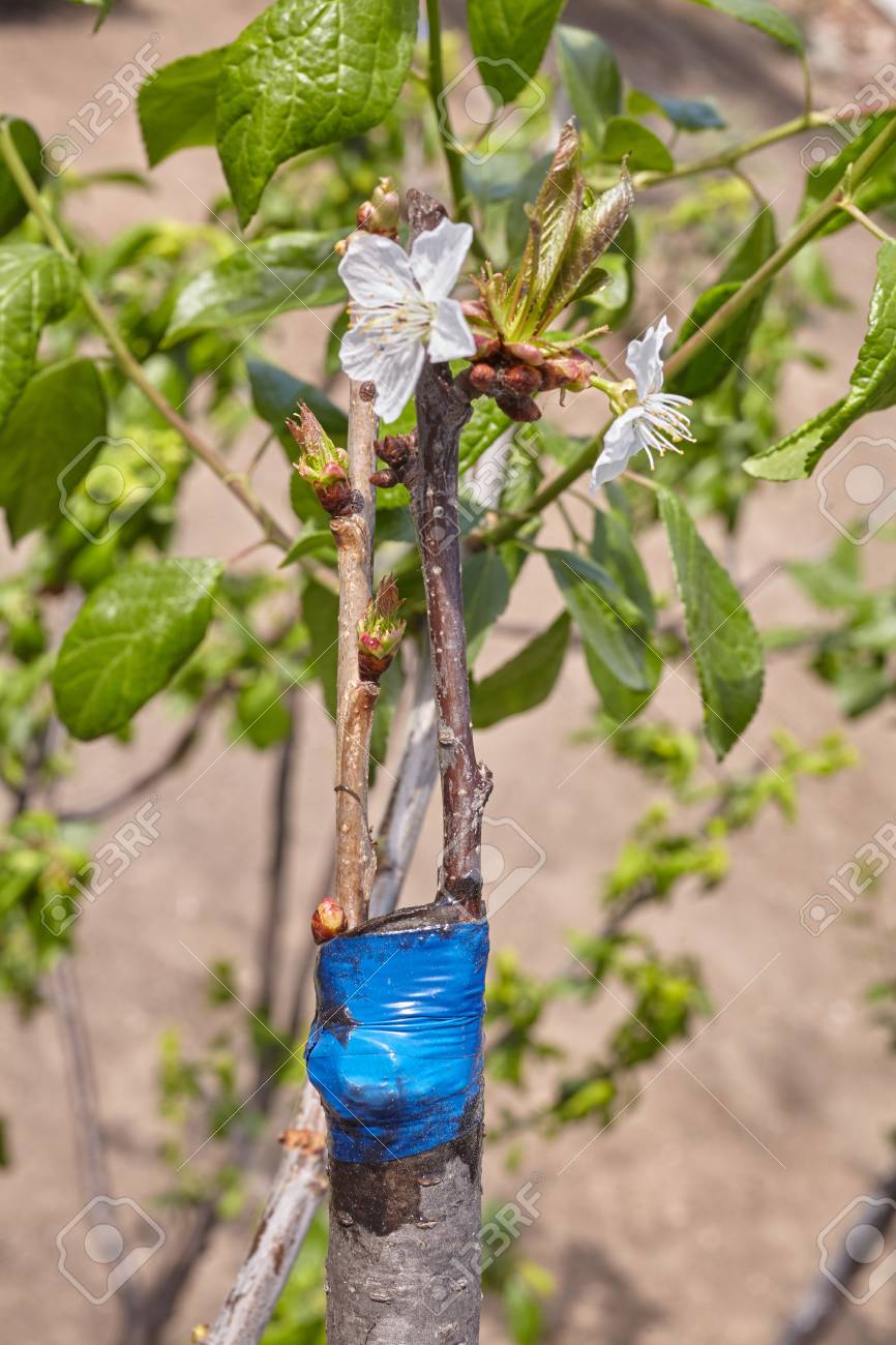 果樹の木の幹に接ぎ木した小枝 梅の木に桜の木を接木 の写真素材 画像素材 Image