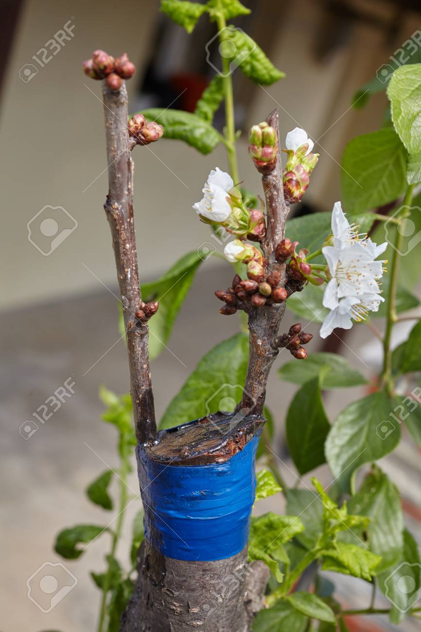 果樹の木の幹に接ぎ木した小枝 梅の木に桜の木を接木 の写真素材 画像素材 Image