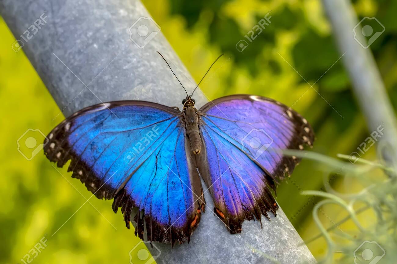 Blue Morpho, Morpho Peleides, Big Butterfly Sitting On Green Leaves,  Beautiful Insect In The Nature Habitat Stock Photo, Picture and Royalty  Free Image. Image 133760271., image size:1300x866
