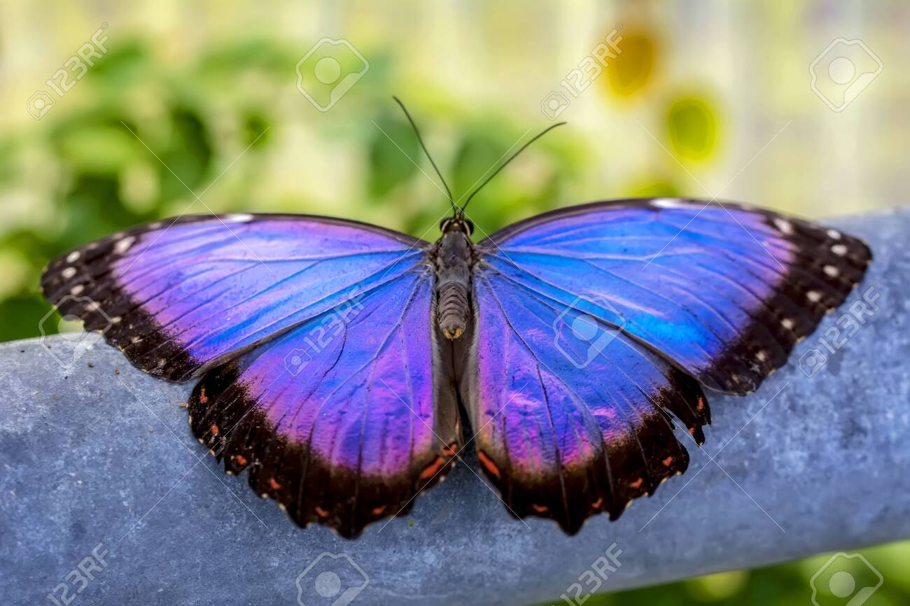 Blue Morpho, Morpho Peleides, Big Butterfly Sitting On Green Leaves,  Beautiful Insect In The Nature Habitat Stock Photo, Picture and Royalty  Free Image. Image 133760351., image size:1300x866