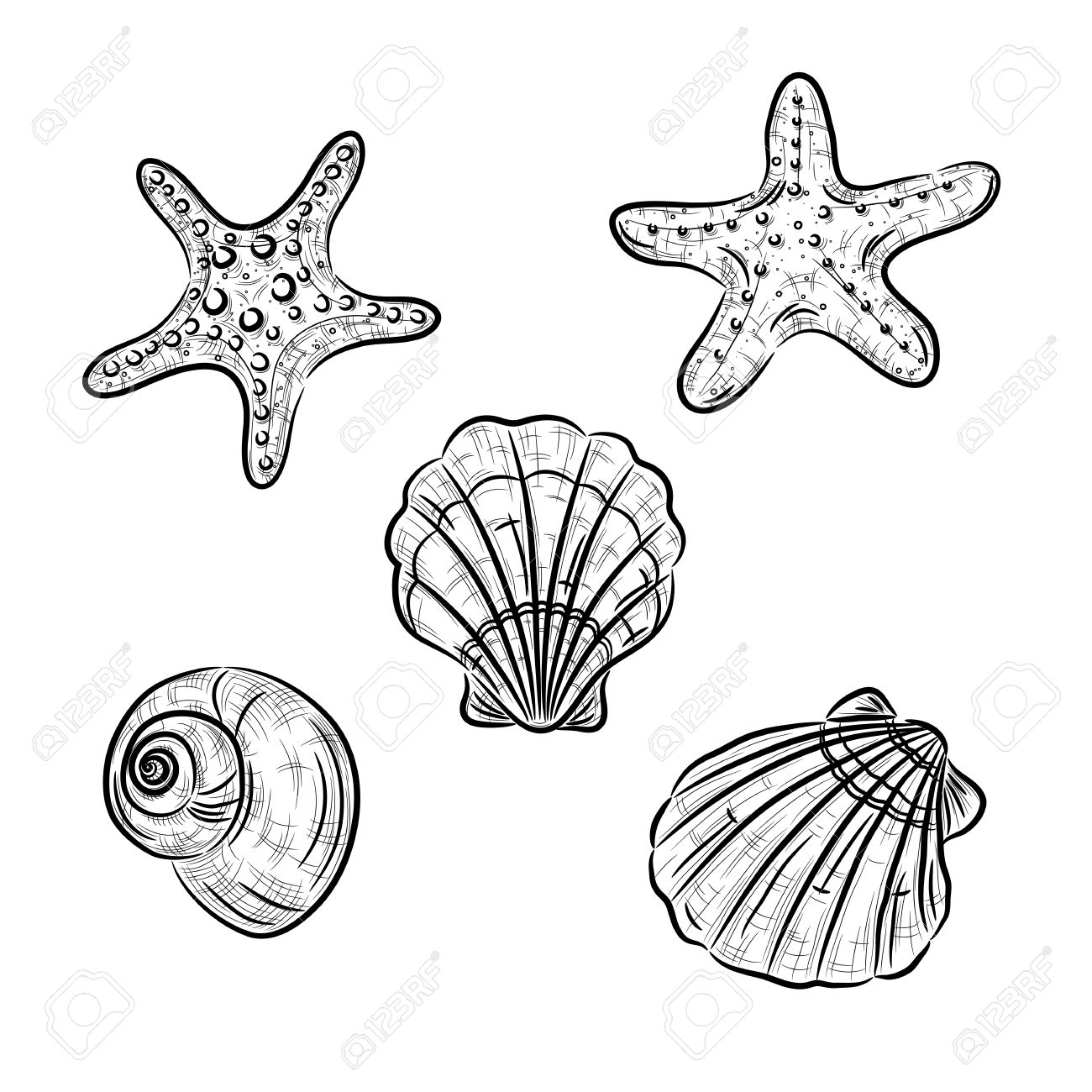 A Sketch Of Starfish Scallop And Snail Royalty Free Cliparts