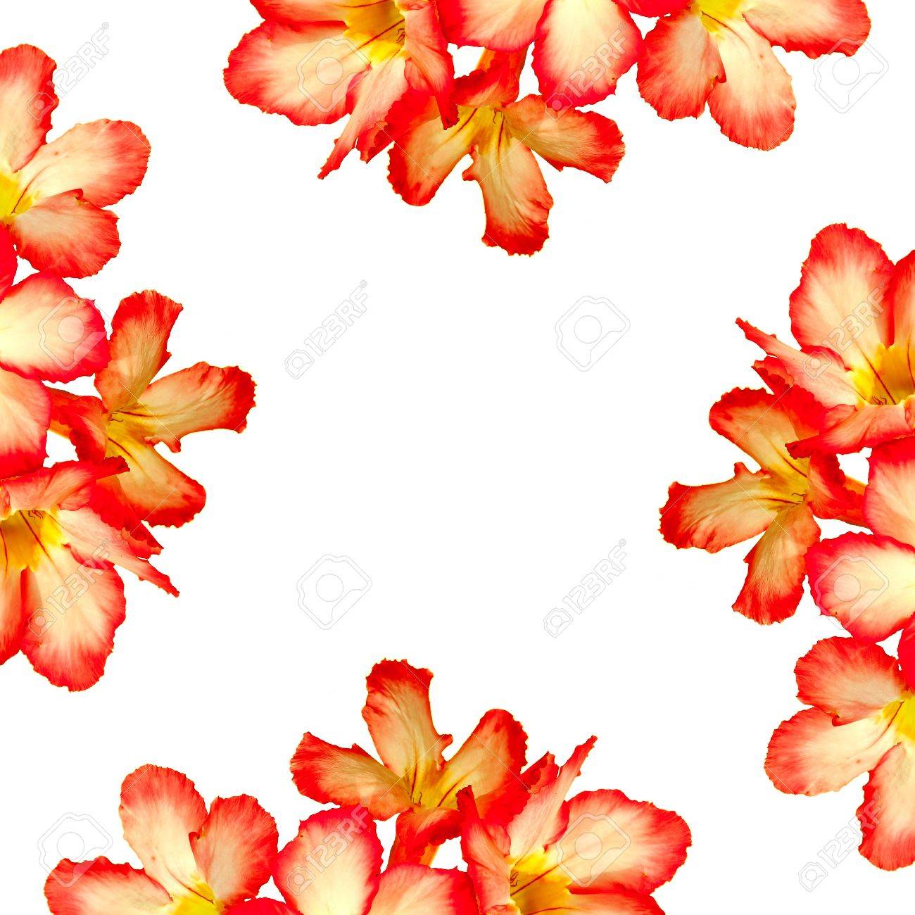 The Design Azalea Flower Background Wallpaper Stock Photo Picture And Royalty Free Image Image The Design Azalea Flower Background Wallpaper Stock Photo Picture And Royalty Free Image Image