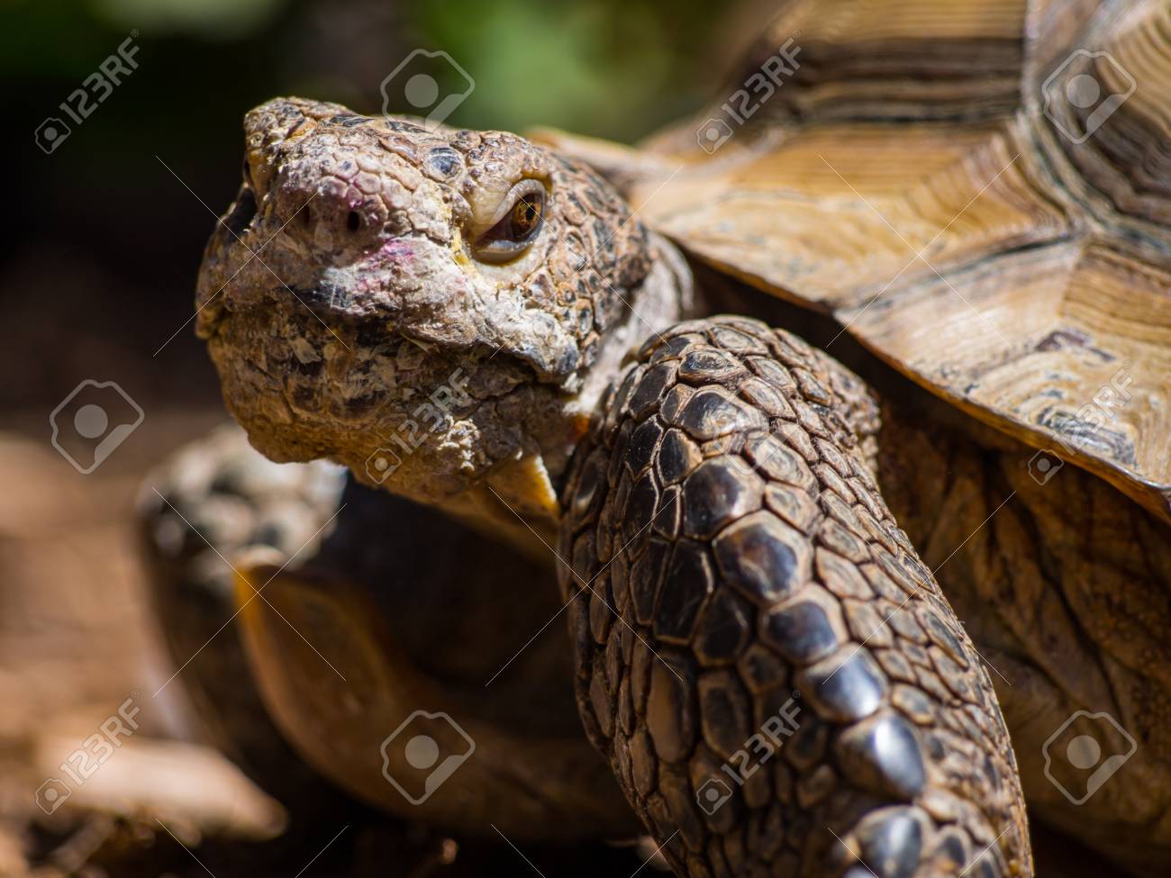 etiam-dictum-ipsum-a-felis