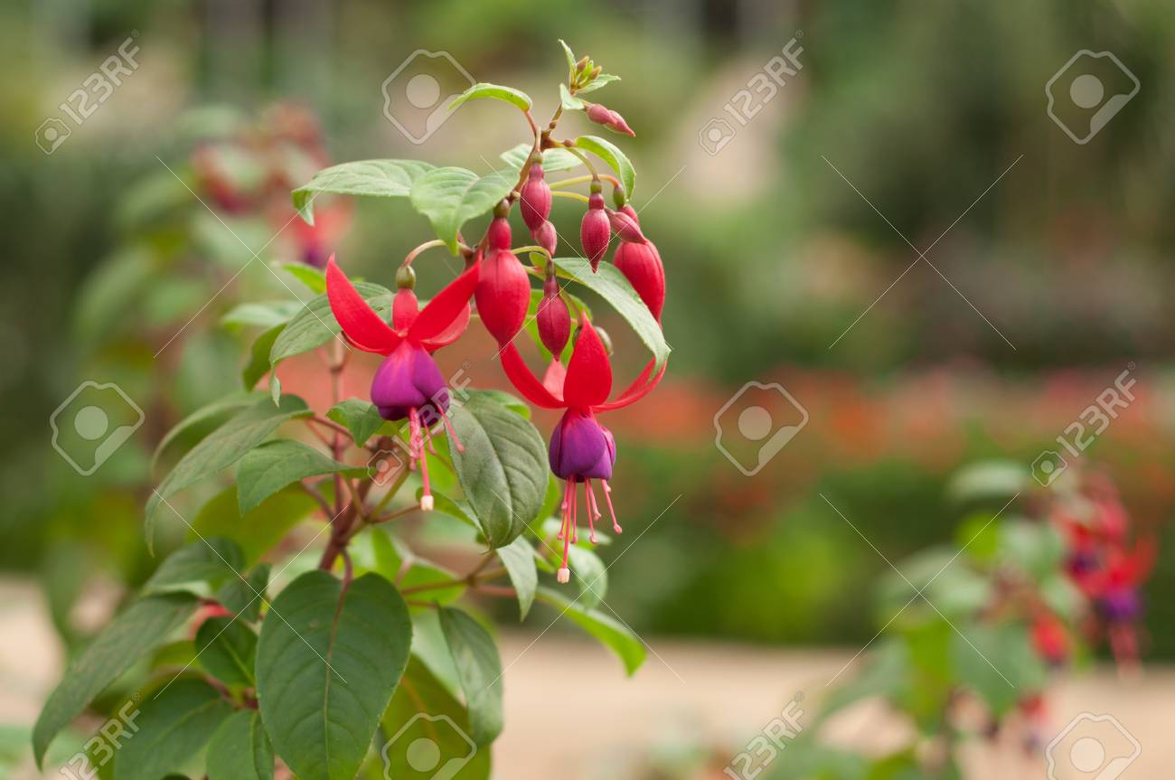 その鮮やかな紫色色を示す満開のフクシアの花 の写真素材 画像素材 Image