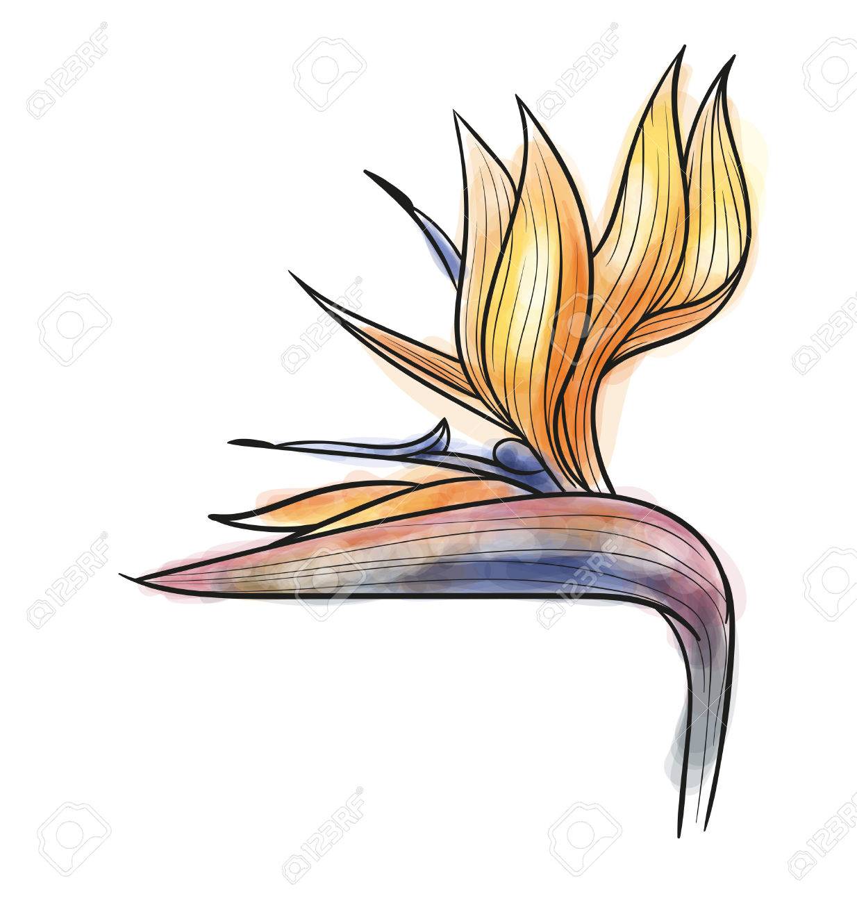 分離されたストレリチア のイラスト素材 ベクタ Image 分離されたストレリチア のイラスト素材 ベクタ Image