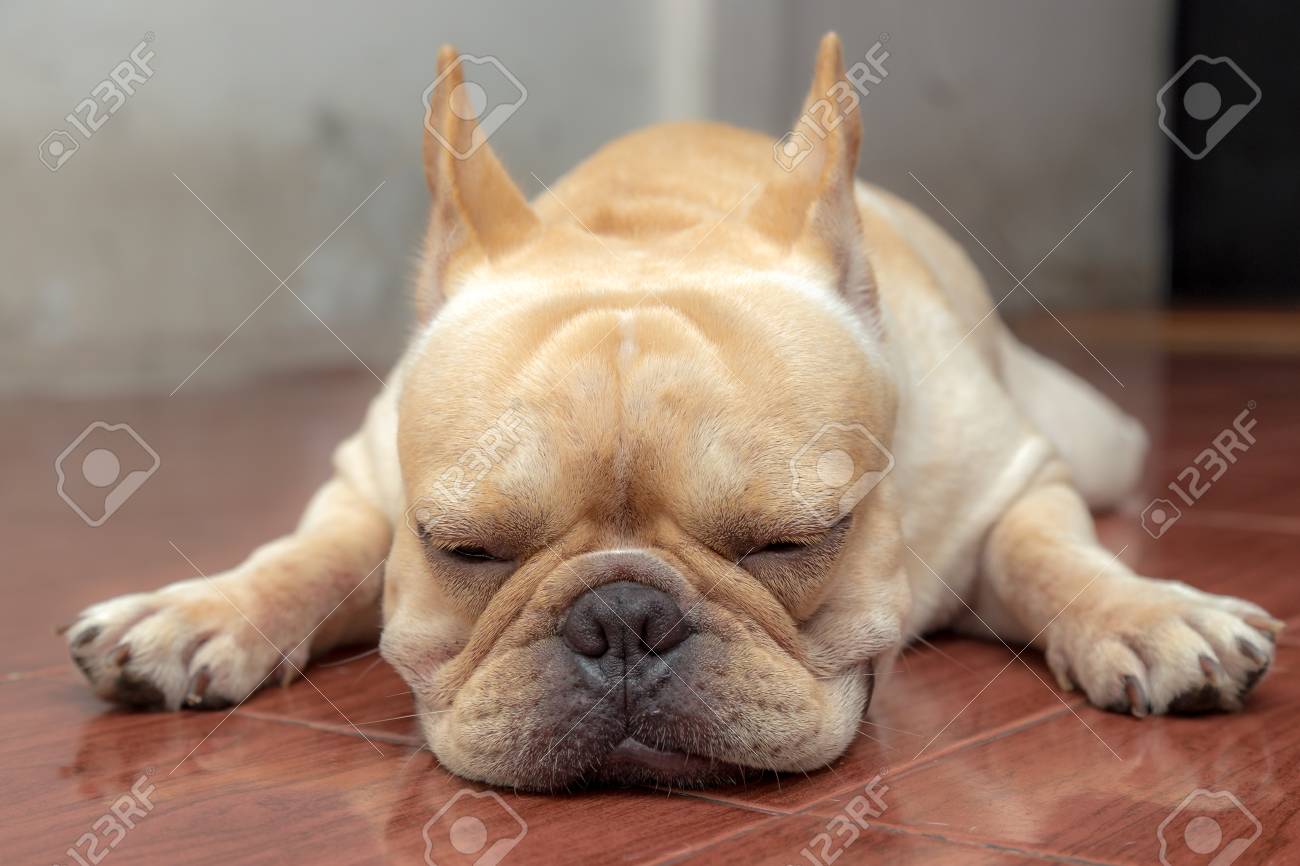 french bulldog house