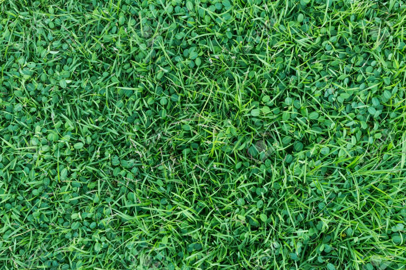 Natural Grass Texture Stock Photo Picture And Royalty Free Image