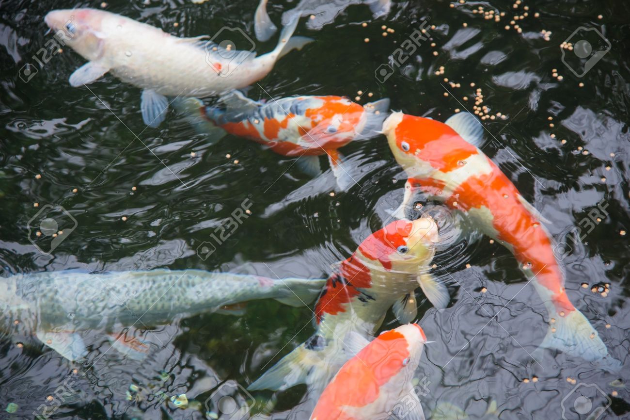 eating pond fish