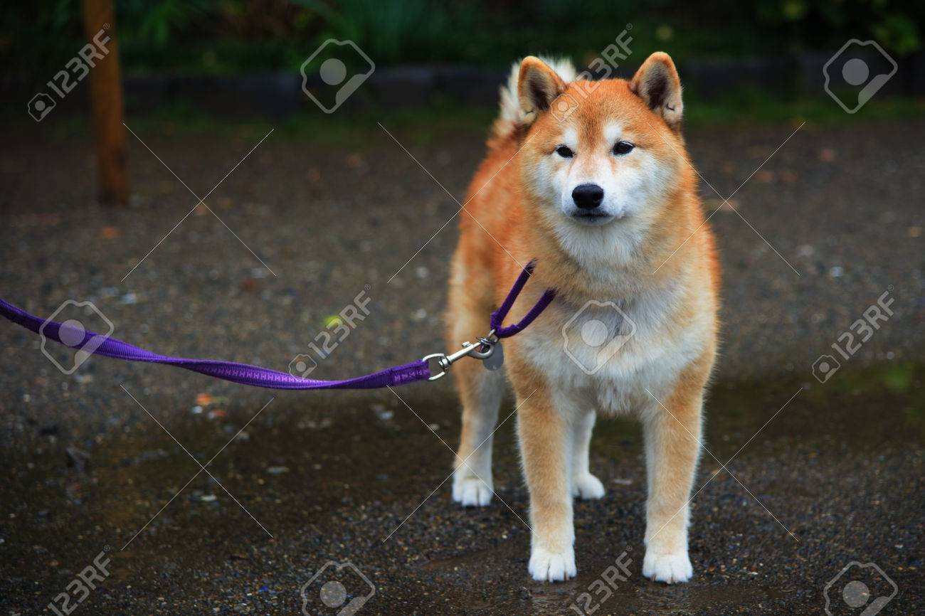 Akita Dog Or Akita Inu Hachi Portrait