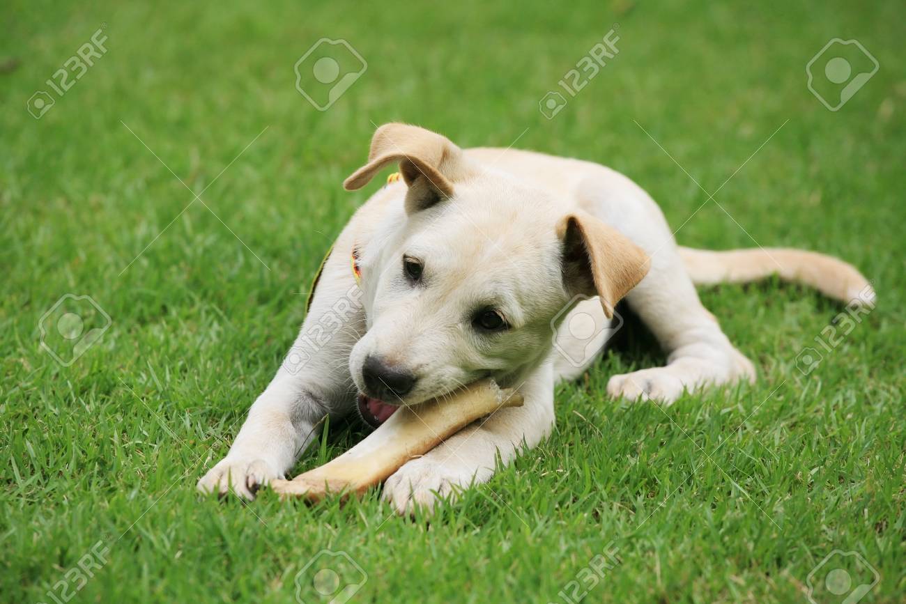 labrador big bone