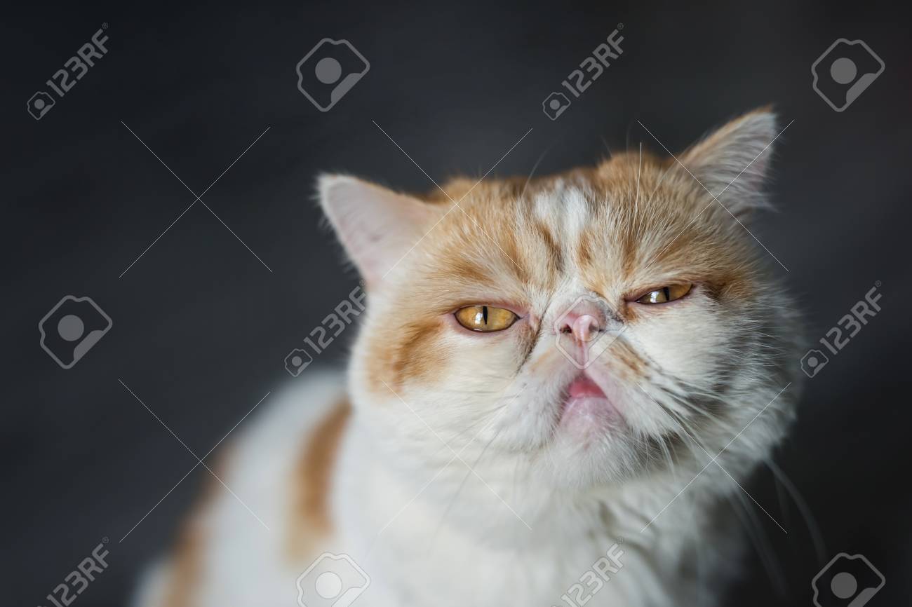 Closeup Portrait Of Brown Exotic Shorthair Cat Look At Camera And With Dark  Copy Space For Text. Adorable Animal Or Pet Inside House Or Home. Best  Human Friend. Stock Photo, Picture and, image size:1300x866