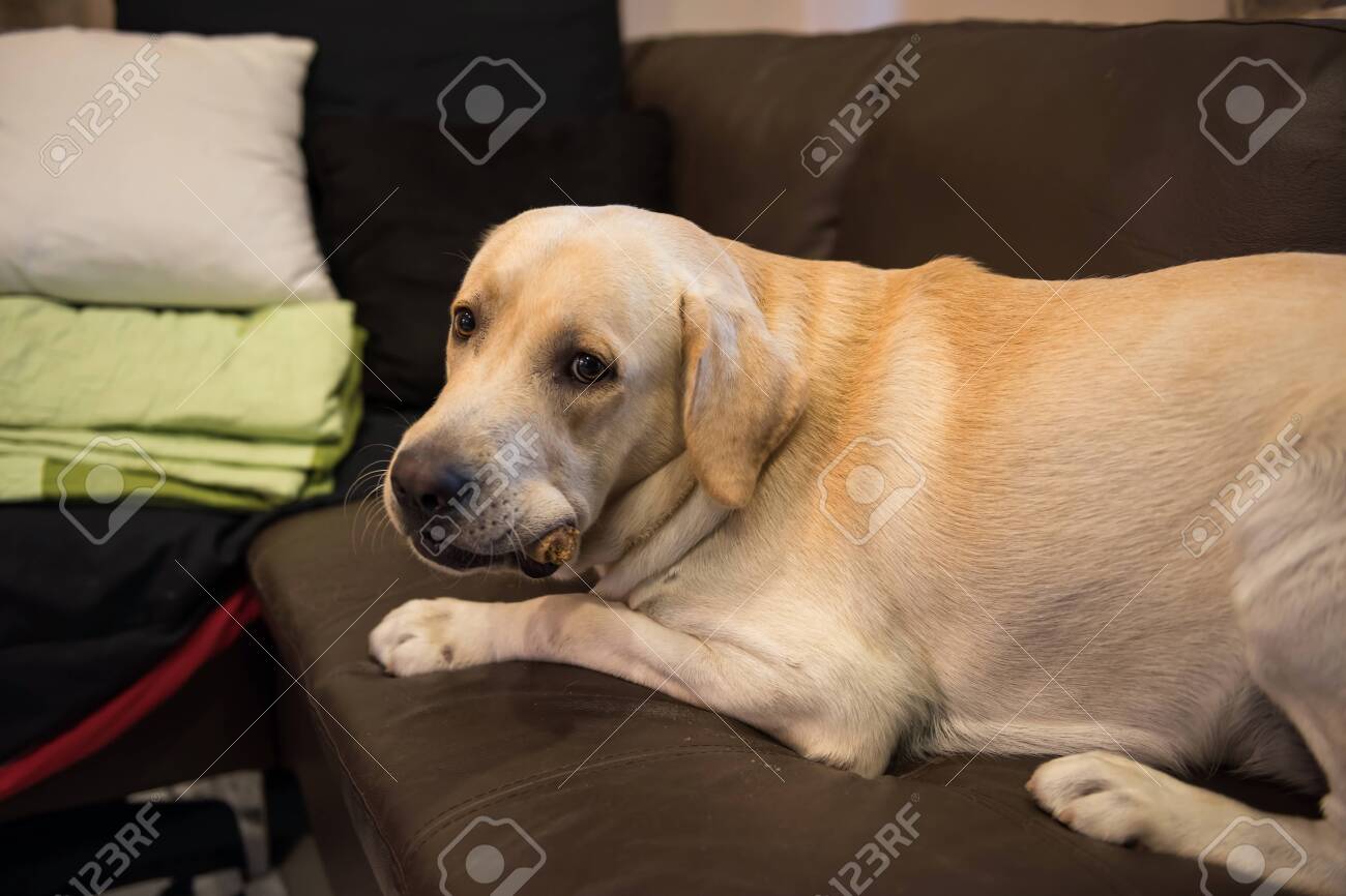 labrador big bone