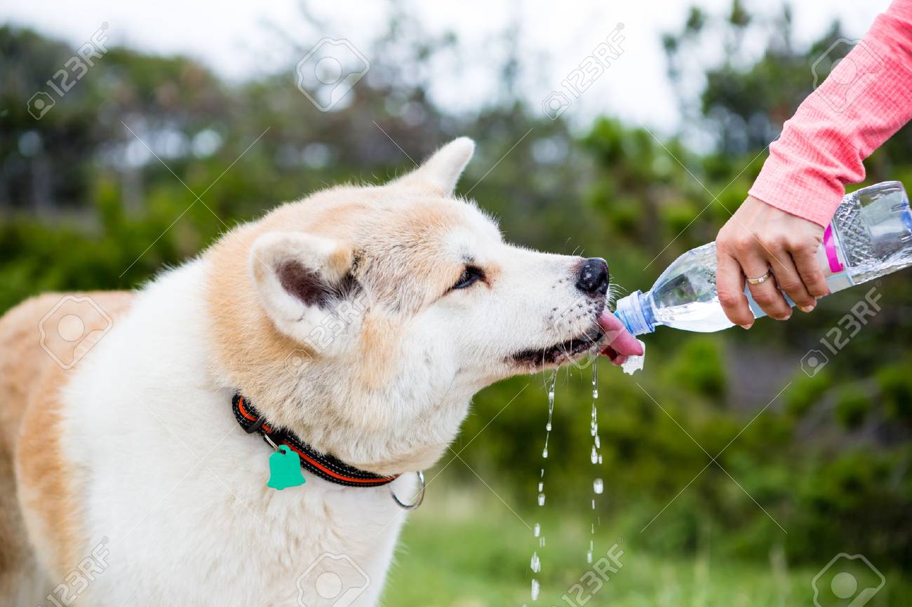 get dog to drink water