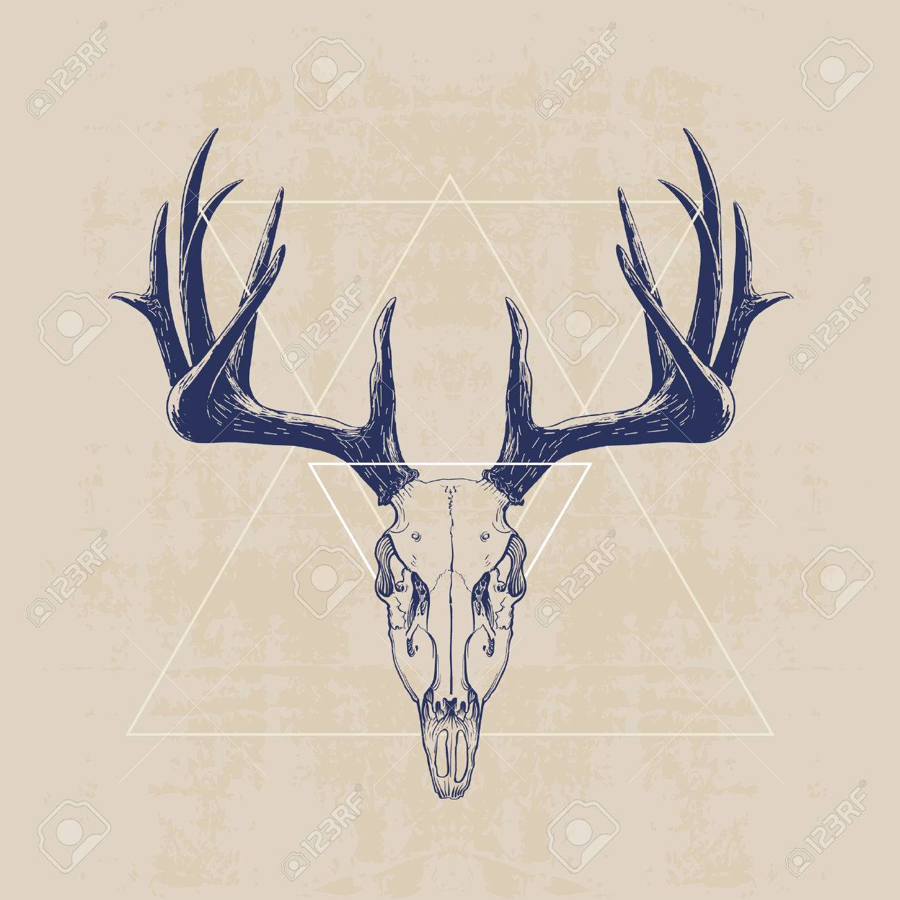 鹿の頭蓋骨 手描きの図 のイラスト素材 ベクタ Image