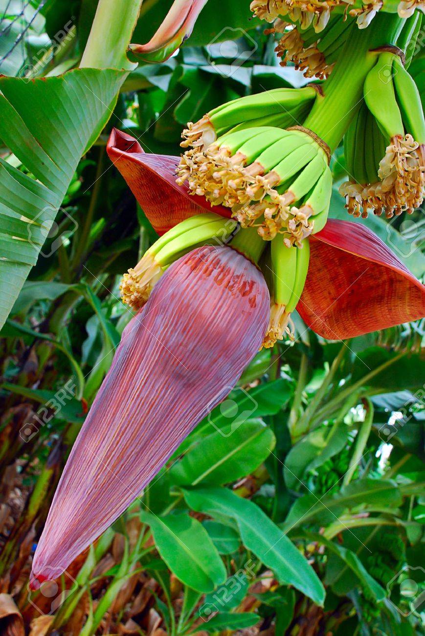 Blooming Flowers Of The Banana Tree. Maturing Fruits. Stock Photo, Picture  and Royalty Free Image. Image 5148662.