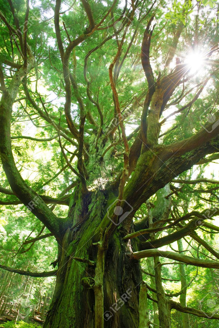 A Big Tree Japanese Forest - 
