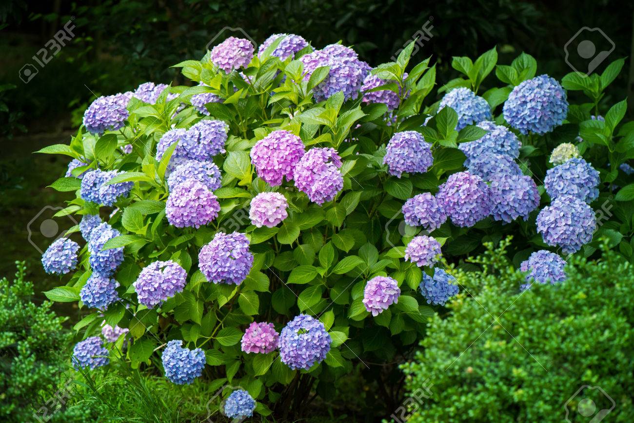 アジサイ 日本の梅雨 ハート形 の写真素材 画像素材 Image