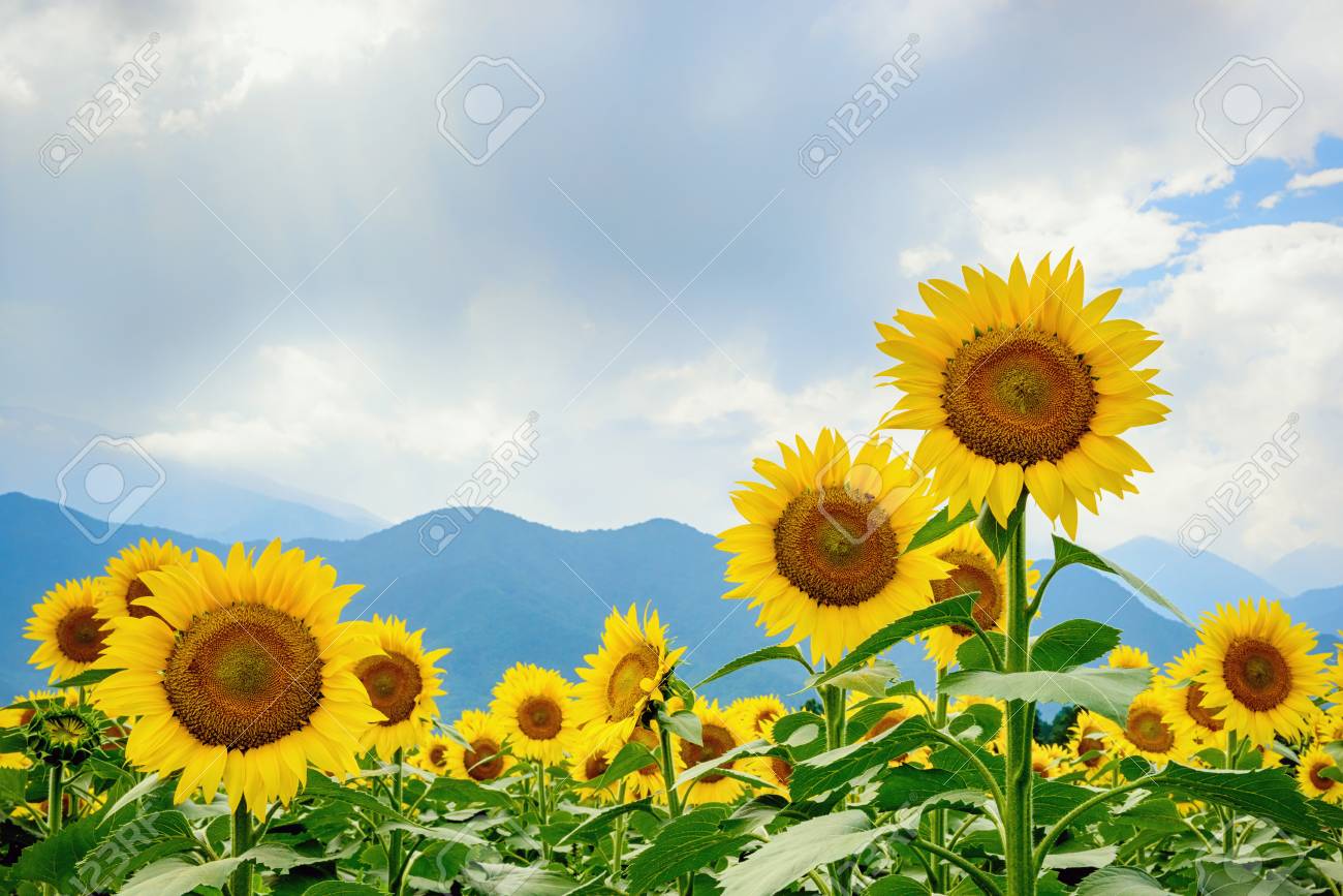 日本のひまわり 夏の花の庭 の写真素材 画像素材 Image