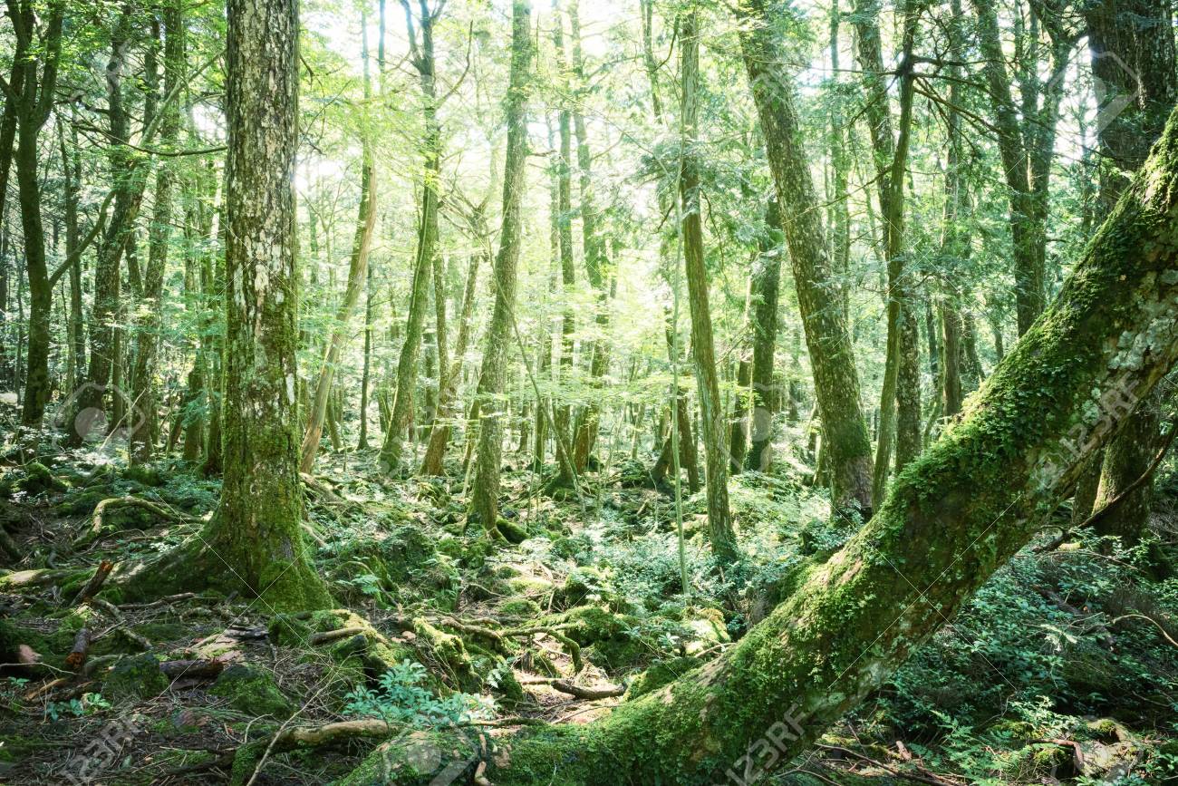 深い森 日本の原生林 の写真素材 画像素材 Image 深い森 日本の原生林 の写真素材 画像素材 Image
