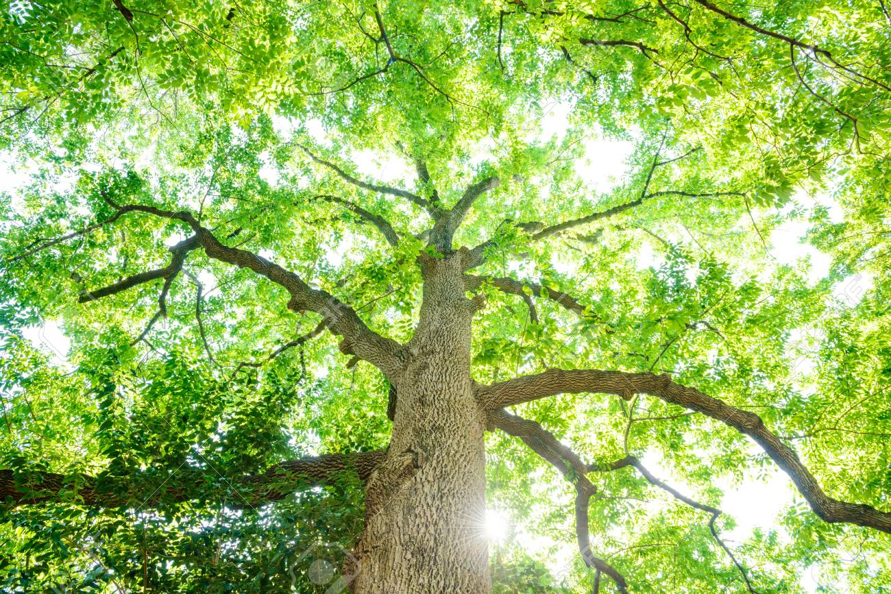 大きな木を見上げる の写真素材 画像素材 Image