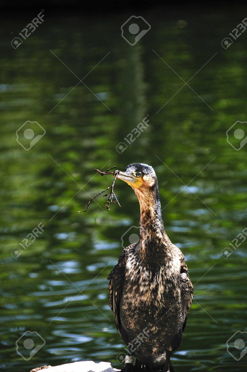 etiam-dictum-ipsum-a-felis