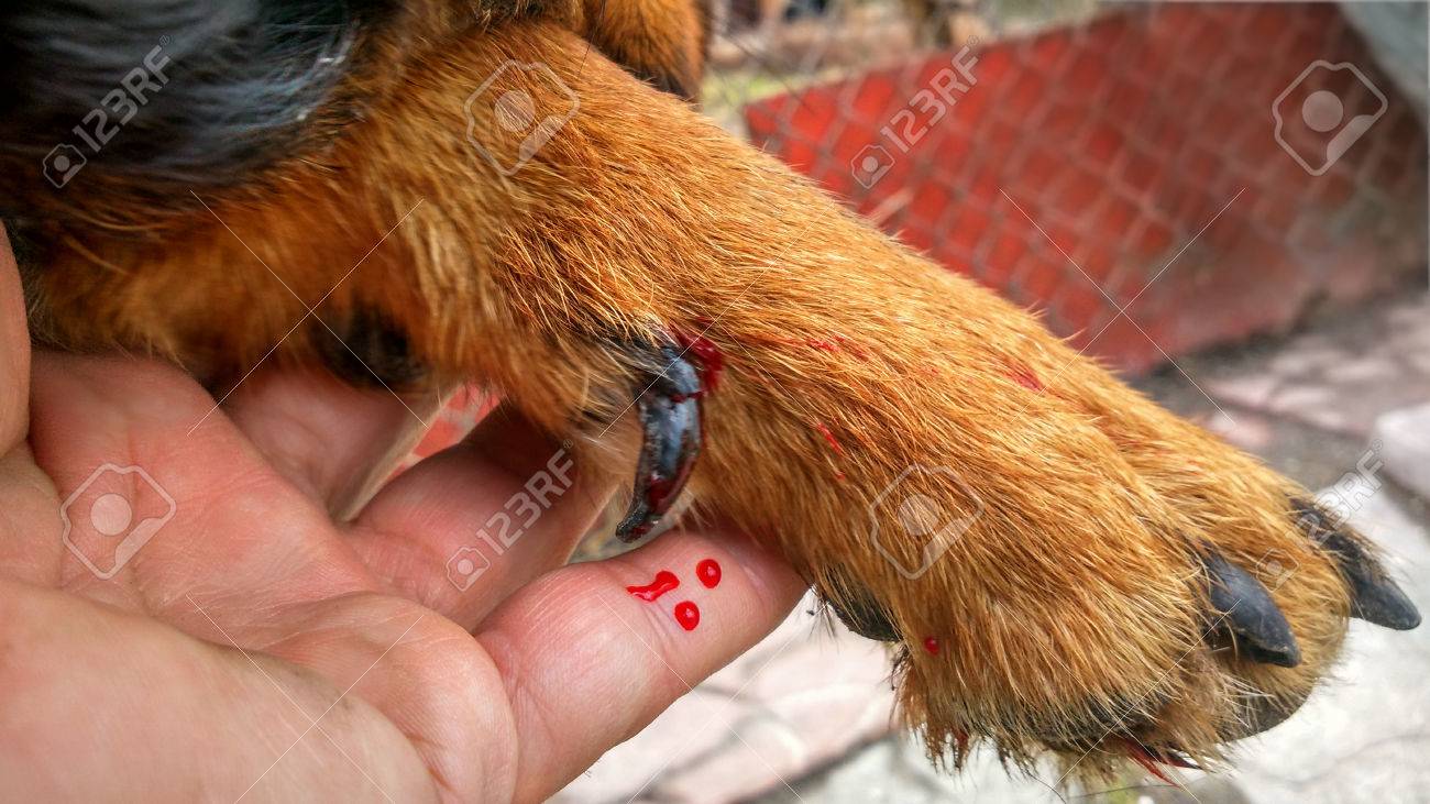 血負傷した足をフレンドリーで犬ロットワイラー の写真素材 画像素材 Image