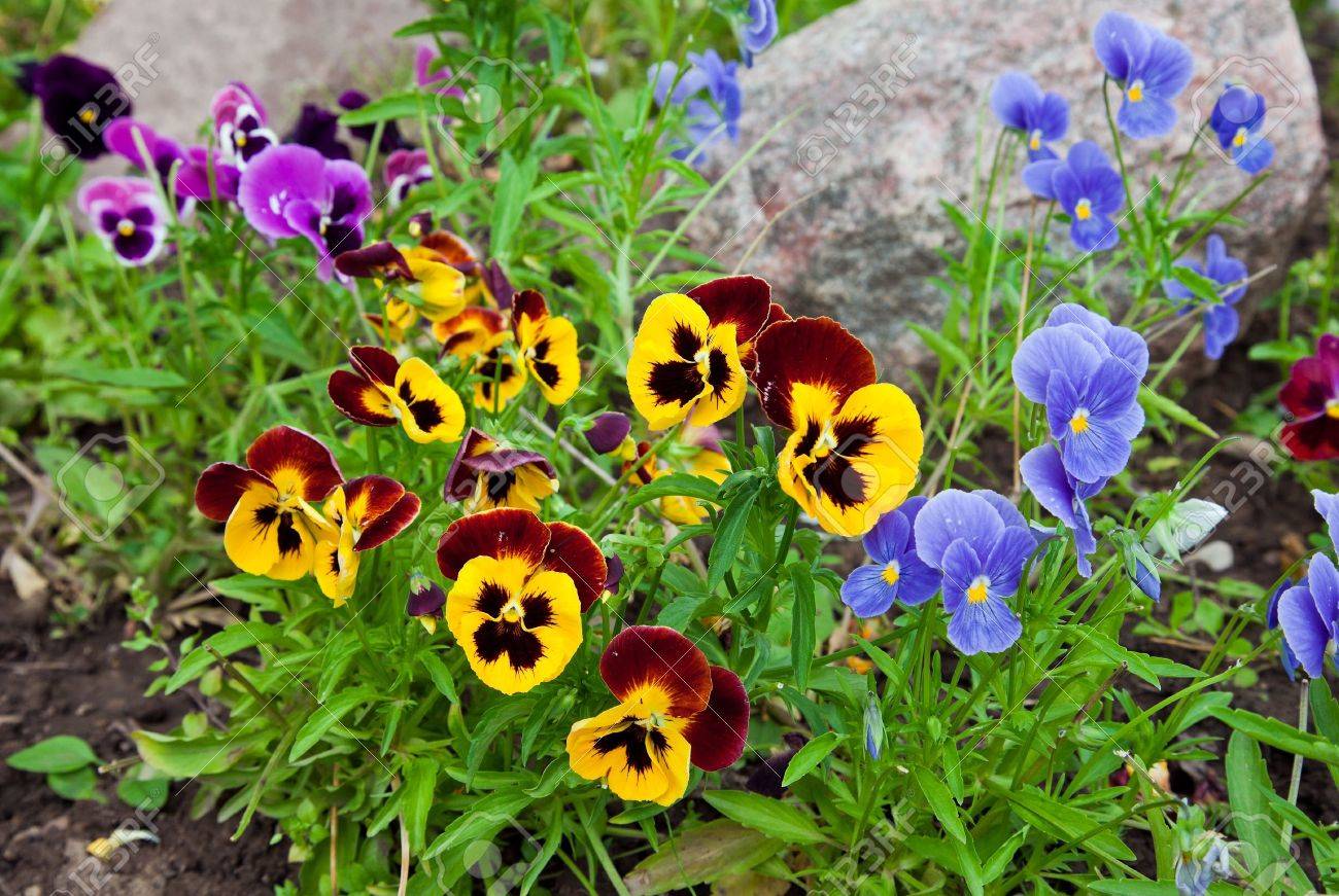 Violas or Pansies Closeup in a Garden - 11788438 Violas or Pansies Closeup in a Garden - 11788438