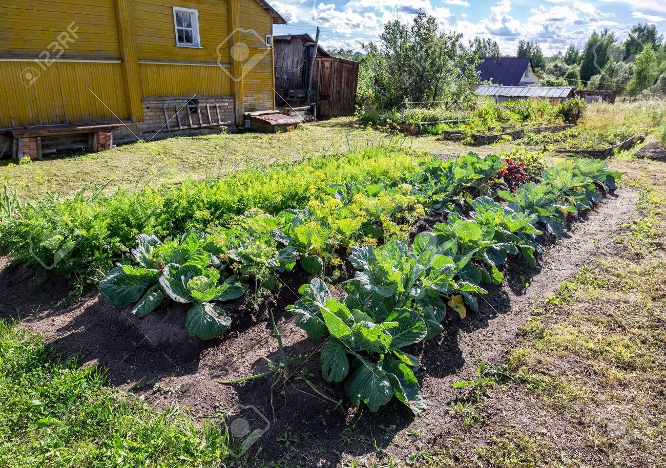 Rural Landscape With Small Wooden House And Vegetable Garden Stock Photo Picture And Royalty Free Image Image 108447268