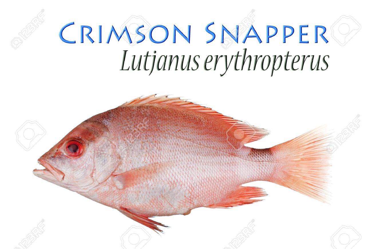 Crimson snapper Outlet