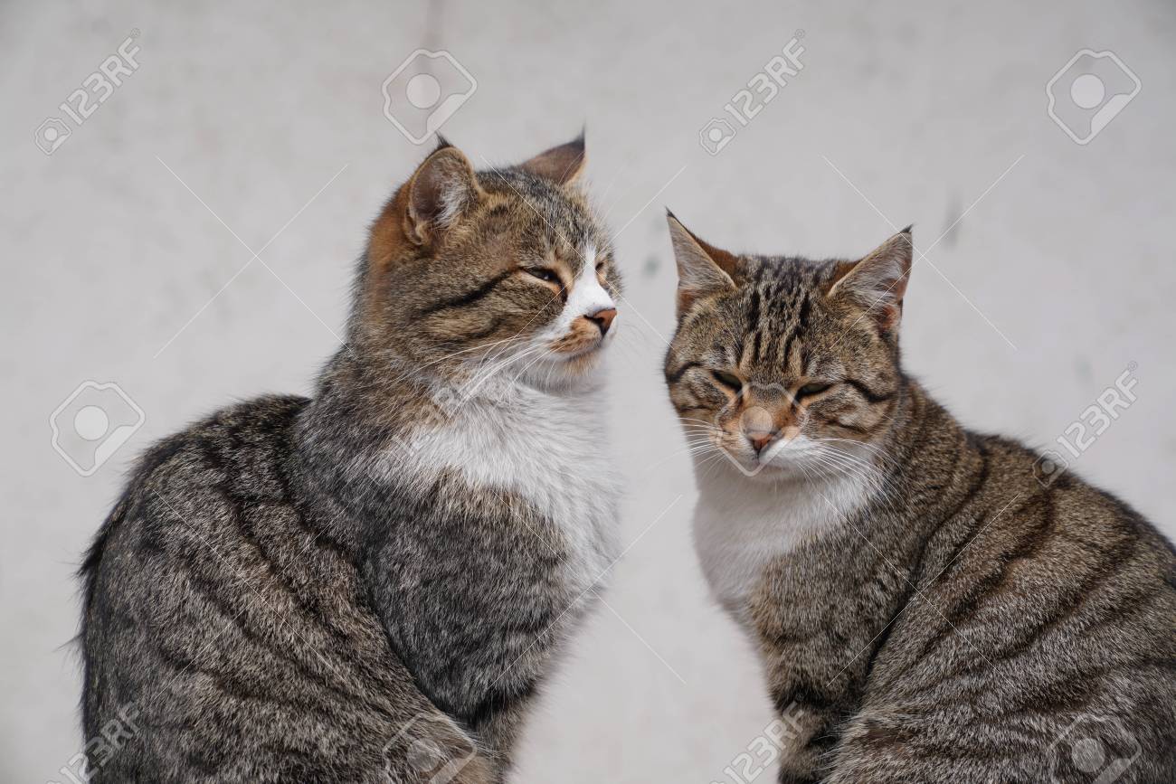 Two Lovely Brown Cat Sitting Side By Side Stock Photo, Picture and Royalty  Free Image. Image 98017596., image size:1300x867