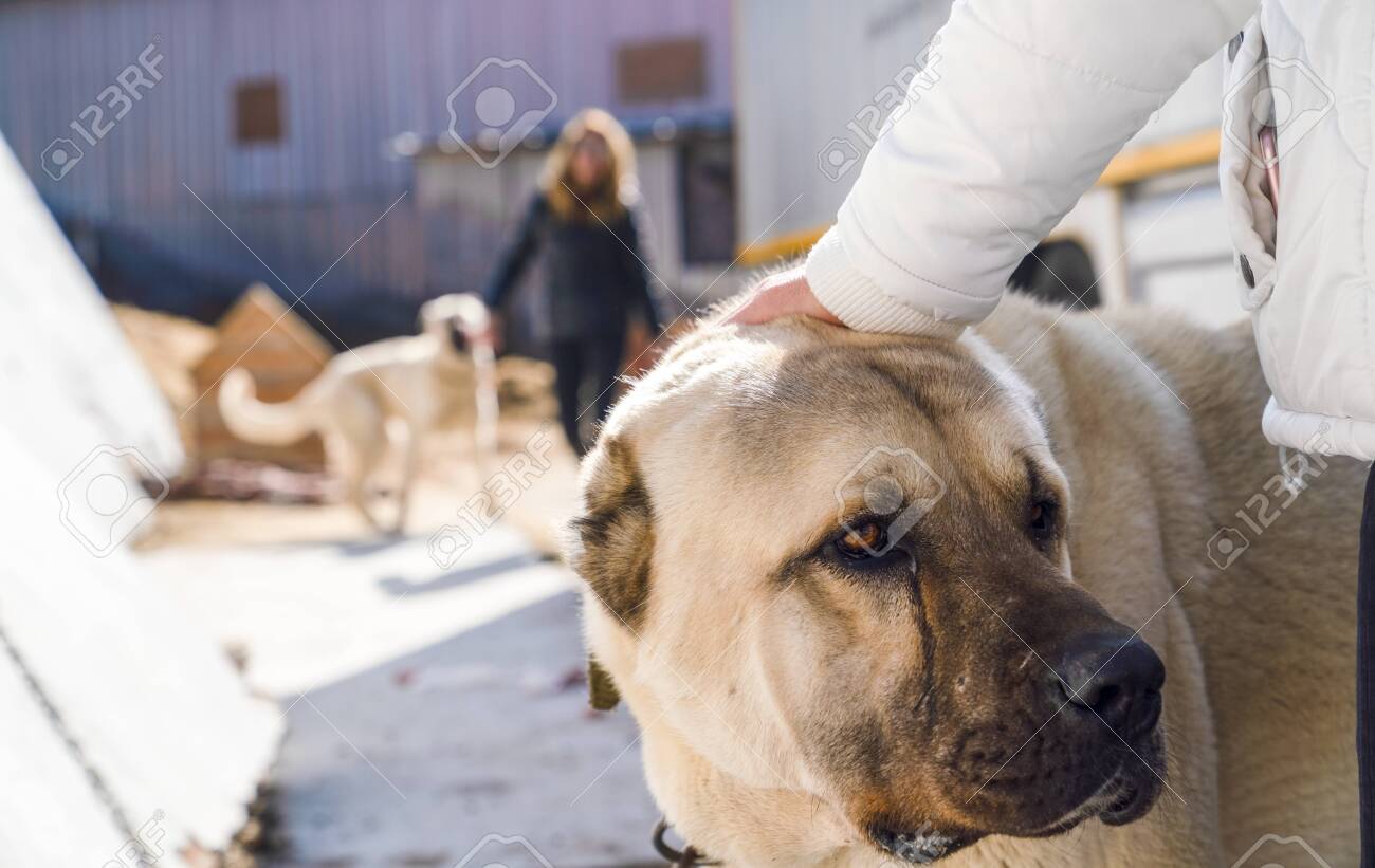 A Turkish Girl Hugs An Anatolian Shepherd Dog Sivas Kangal Stock Photo Picture And Royalty Free Image Image 150459056