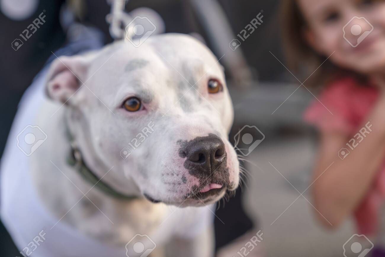 pitbull small breed