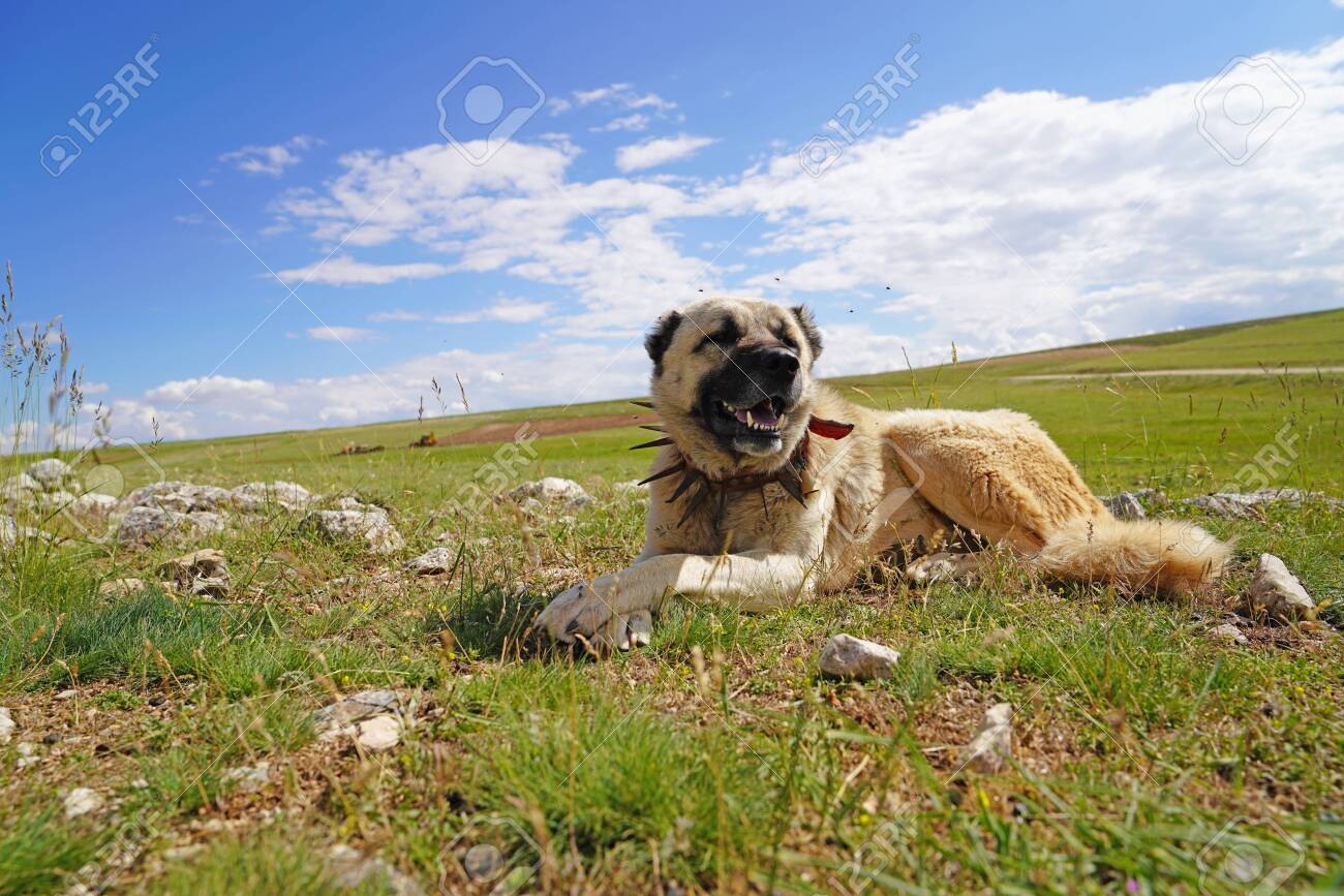 kangal dog spike collar