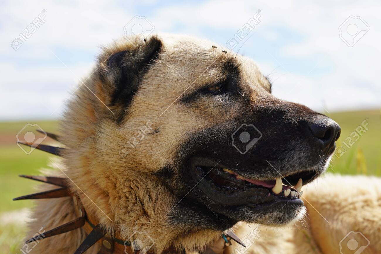 kangal dog spike collar