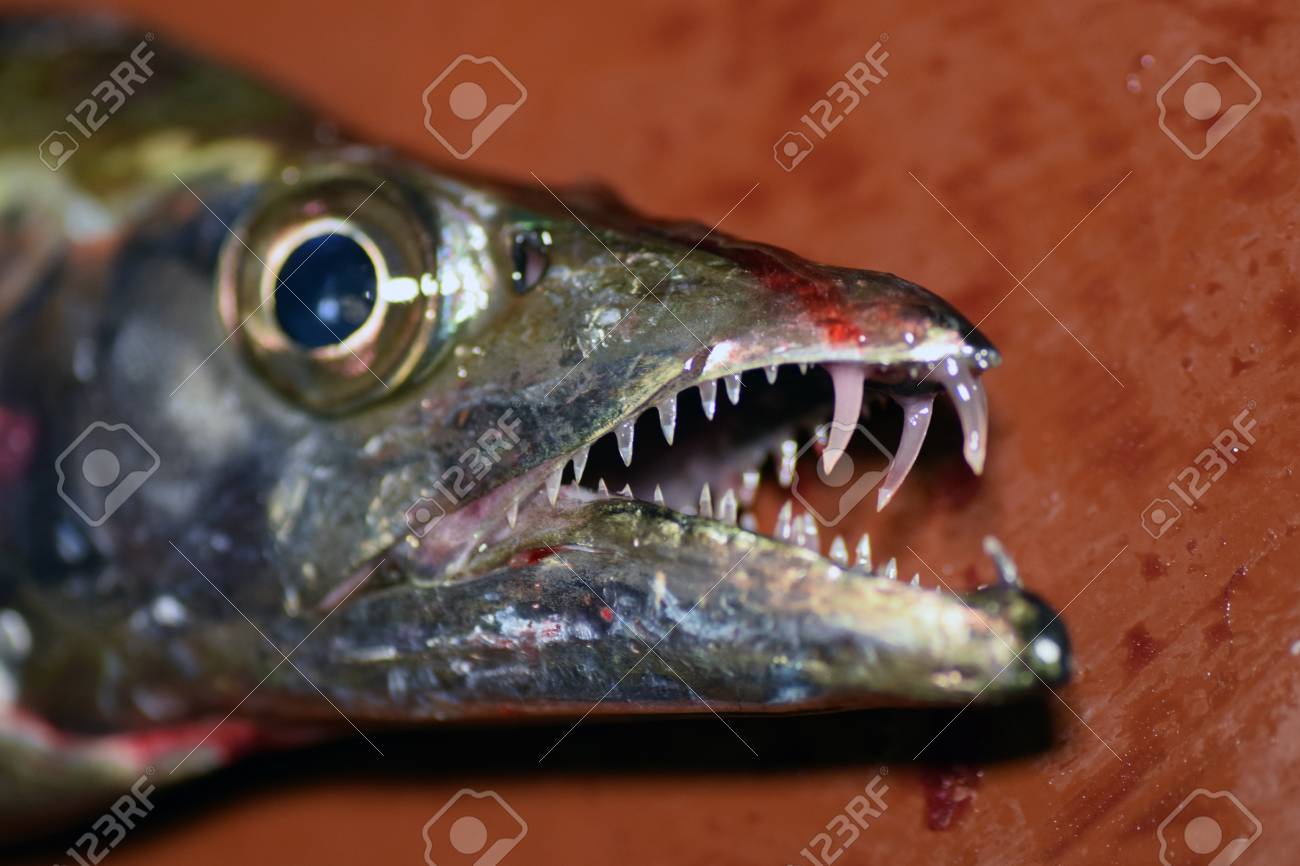 日本の太刀魚 の写真素材・画像素材. Image 87244416.