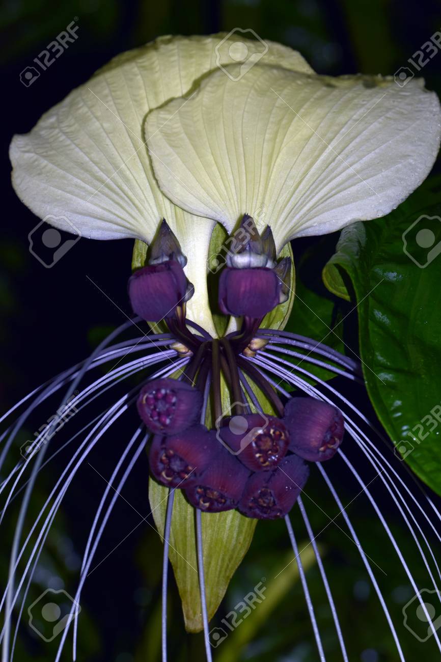 Mystère des plantes du jardin botanique