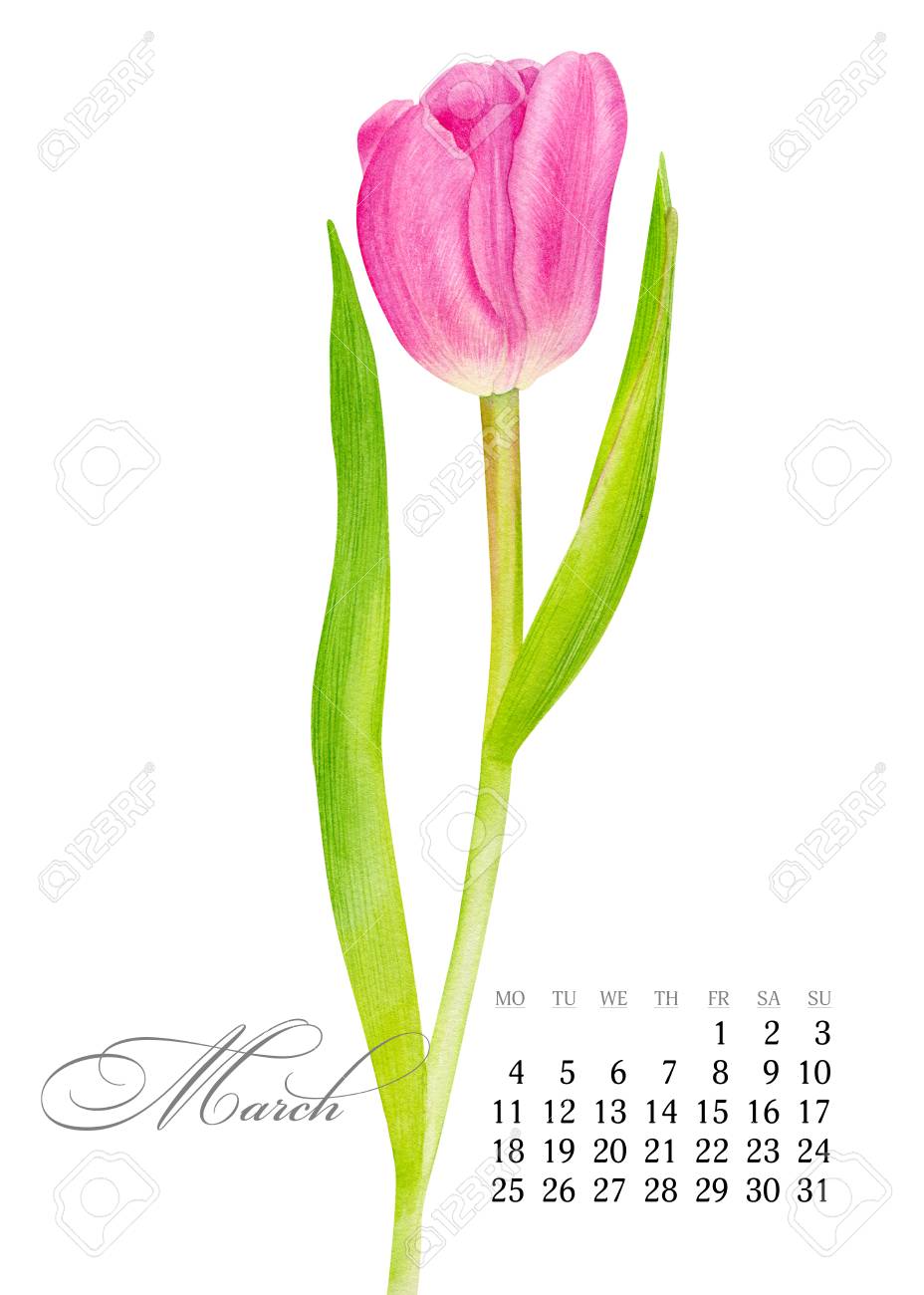 Tasteful printable calendar 2019. March. Watercolor red Tulip graphic regarding Tulip Printable called Sophisticated printable calendar 2019. March. Watercolor crimson Tulip