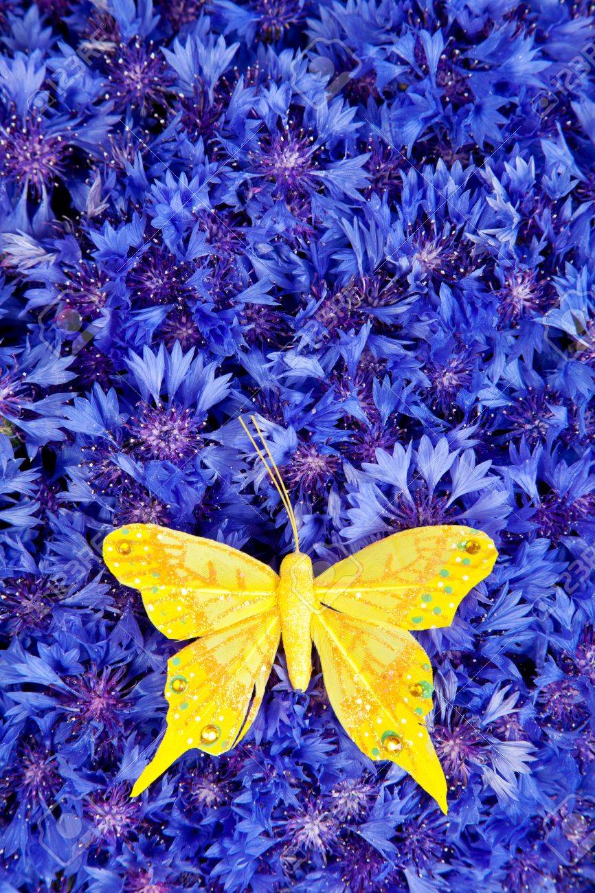 黄蝶壁紙背景春青花ヤグルマギク の写真素材 画像素材 Image