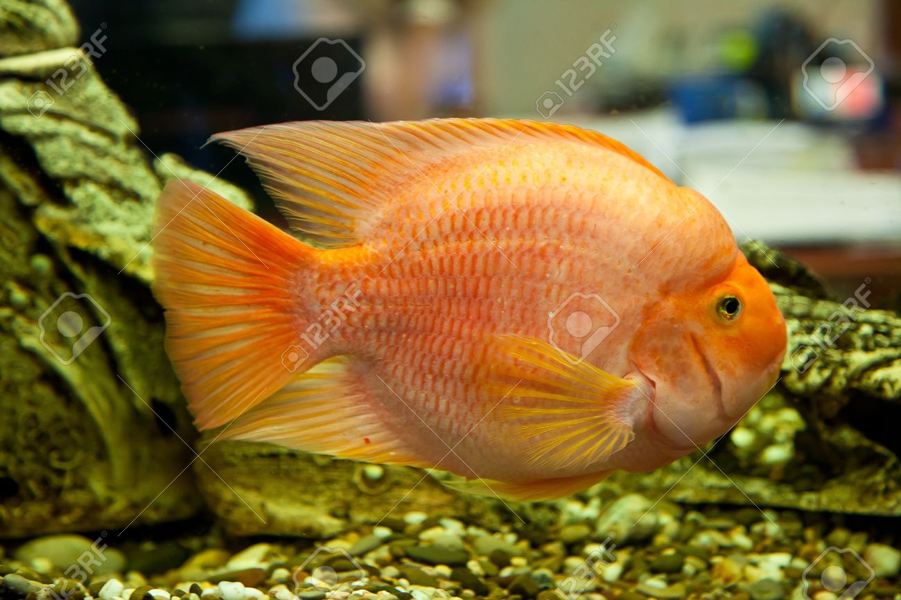 大きな赤い魚と熱帯淡水魚水族館 の写真素材 画像素材 Image 大きな赤い魚と熱帯淡水魚水族館 の写真素材 画像素材 Image