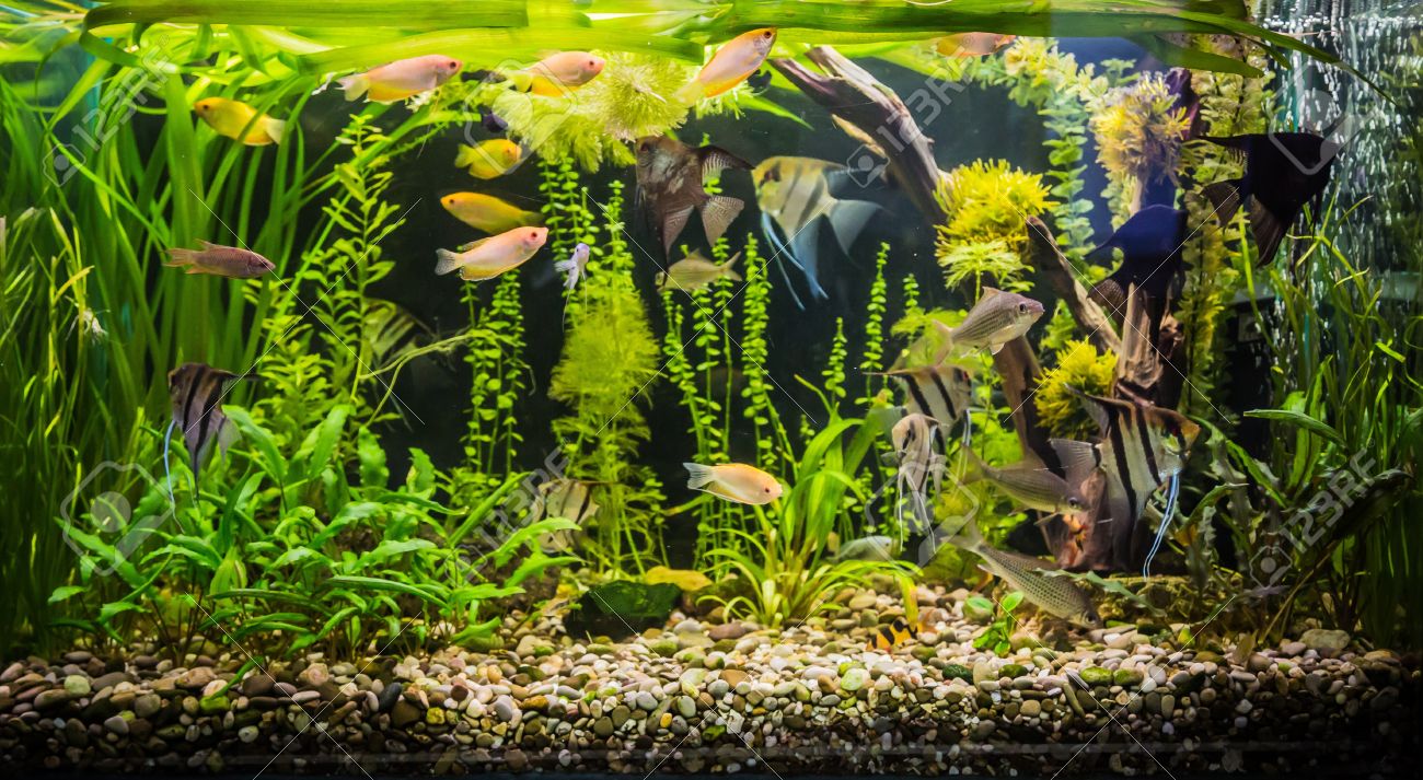pesci per acquario tropicale dolce: rispondiamo a claudio per il ... - Pesci Per Acquario D Acqua Dolce pesci per acquario tropicale dolce: rispondiamo a claudio per il ... - Pesci Per Acquario D Acqua Dolce