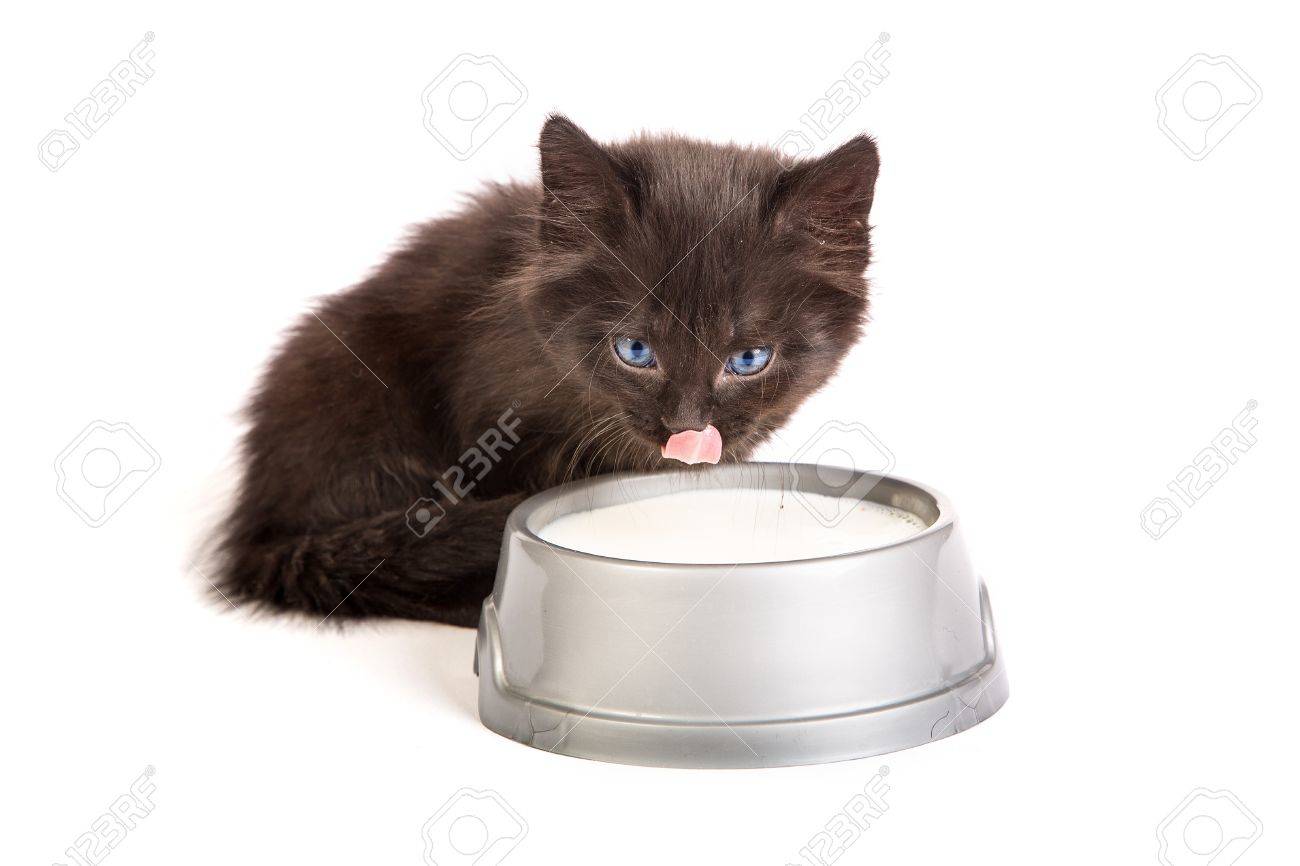 kitten lapping milk