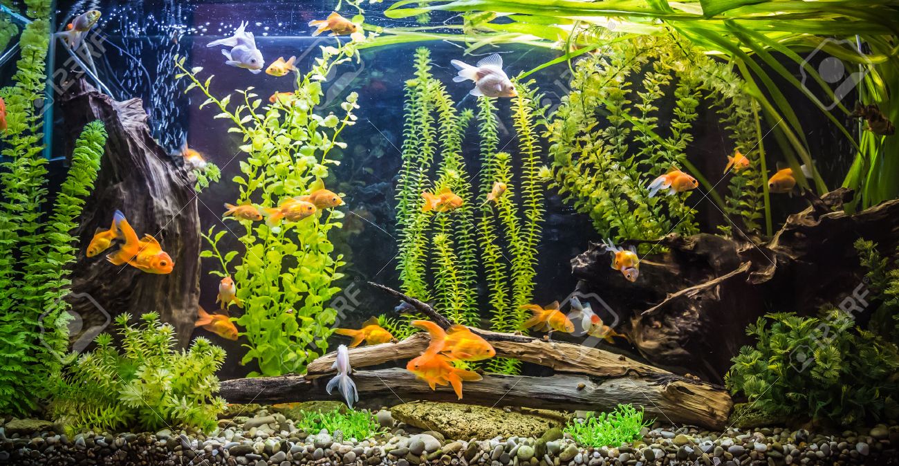 緑美しい植えられた熱帯淡水のアクアリウムの魚と の写真素材 画像素材 Image