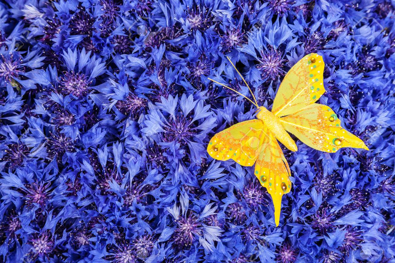 Spring Flowers Blue Cornflower With Yellow Butterfly Wallpaper