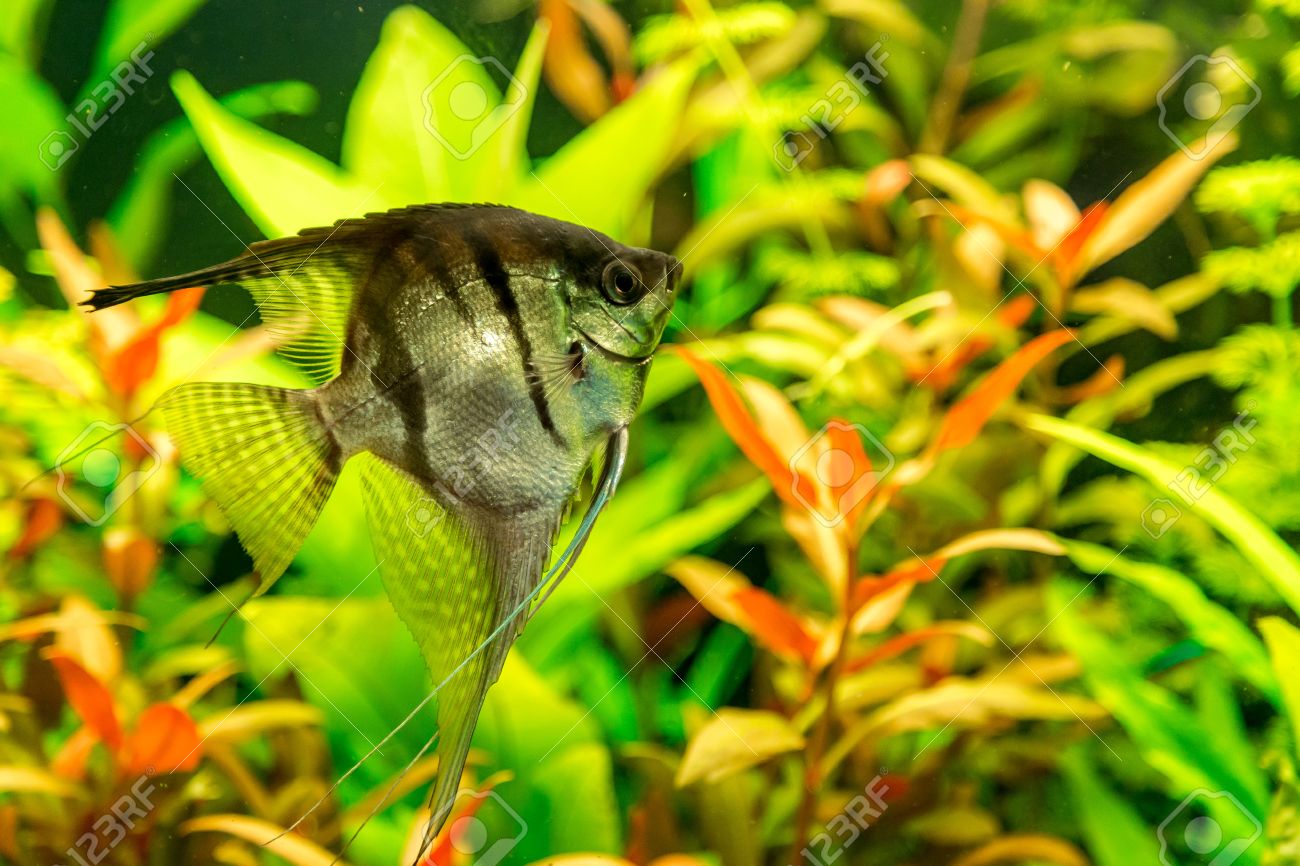 piante per acquario tropicale acqua dolce: freshwater aquarium ... - Pesci Per Acquario D Acqua Dolce piante per acquario tropicale acqua dolce: freshwater aquarium ... - Pesci Per Acquario D Acqua Dolce