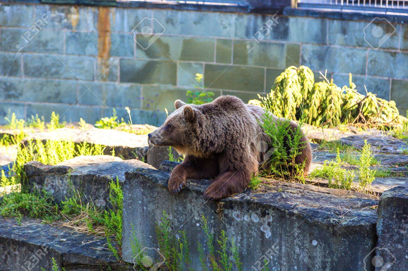 berne fosse aux ours