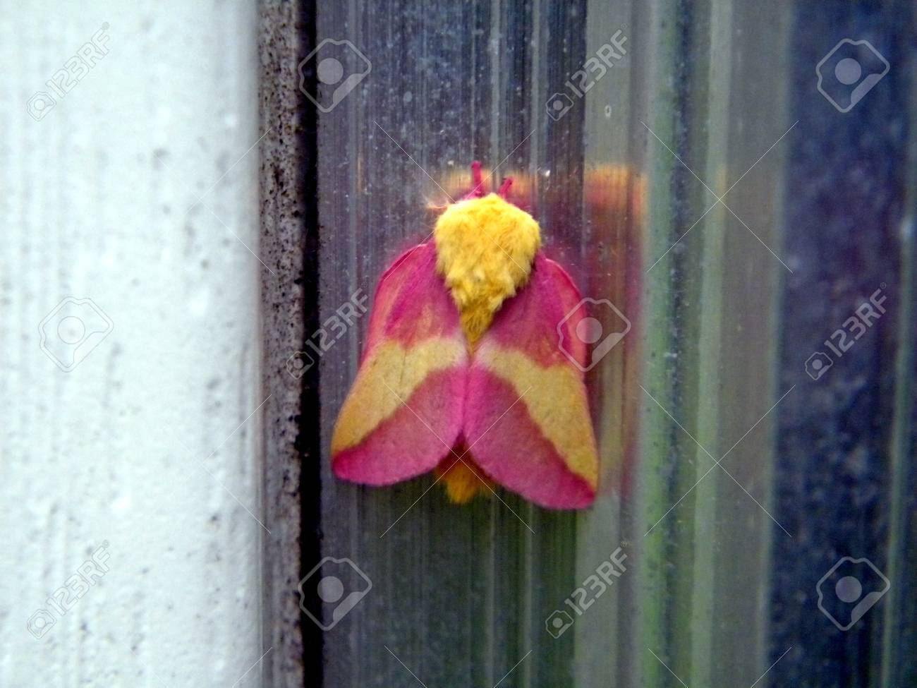 バラ色メープル蛾 Dryocampa Rubicunda の写真素材 画像素材 Image